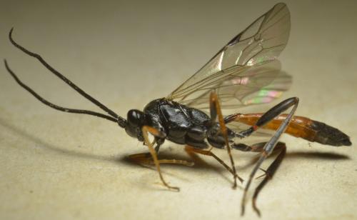 Réf. 233 074 : Cryptinae inconnu